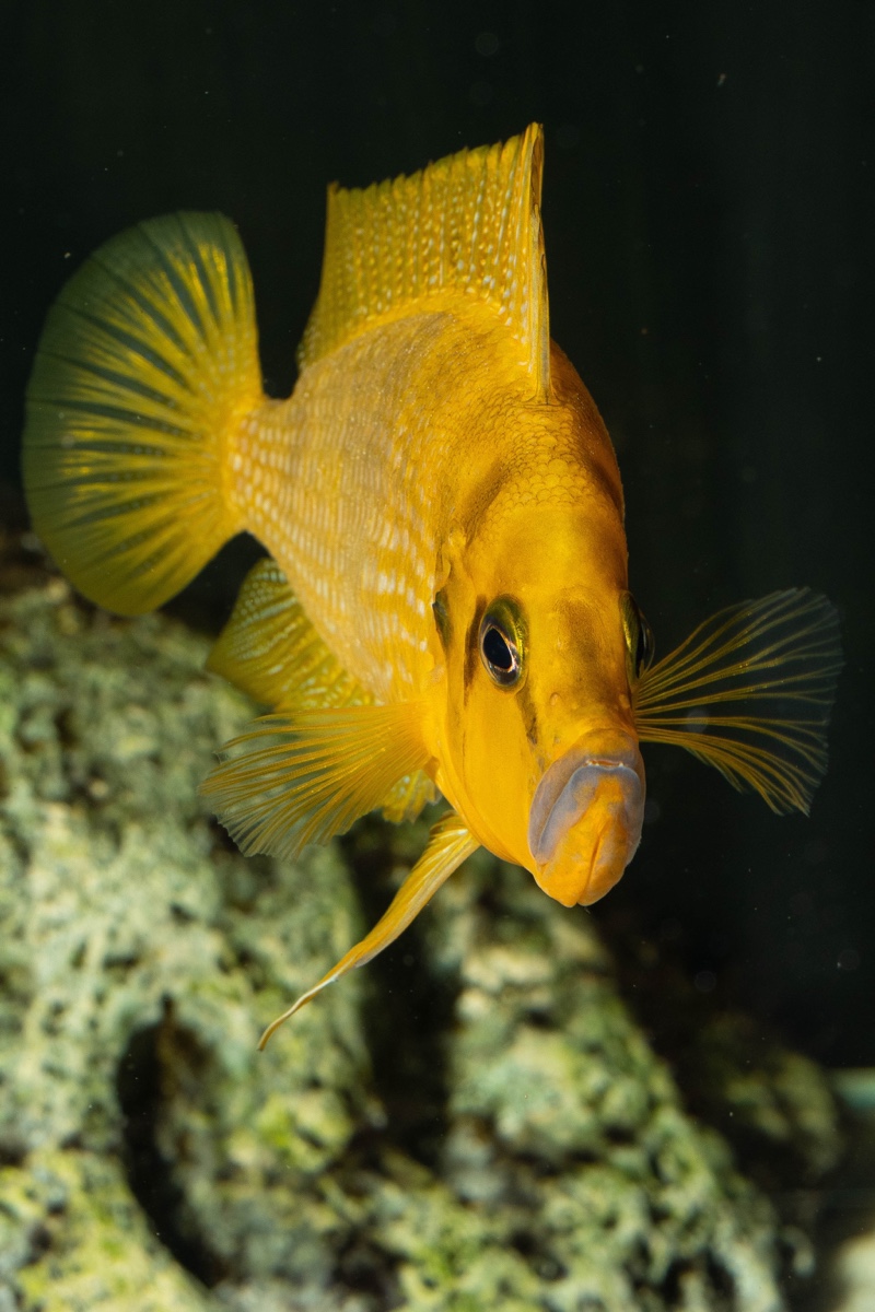 Altolamprologus compressiceps 'Kilima'